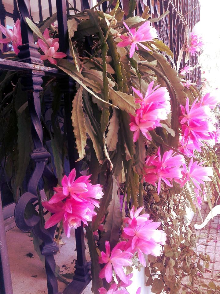 13256065_10208136773795367_6641306108739571683_n