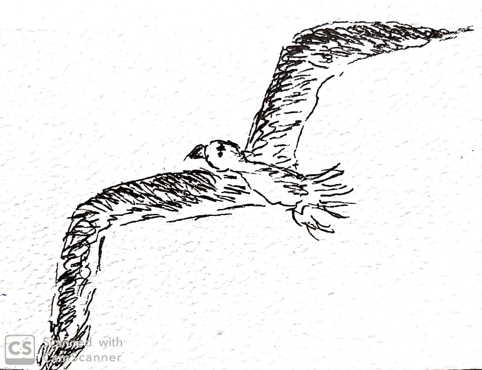 gaviota solo tinta