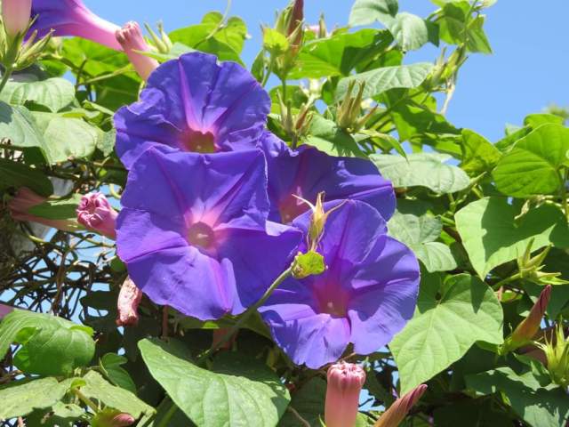 WhatsApp Image 2020-01-22 at 07.32.13