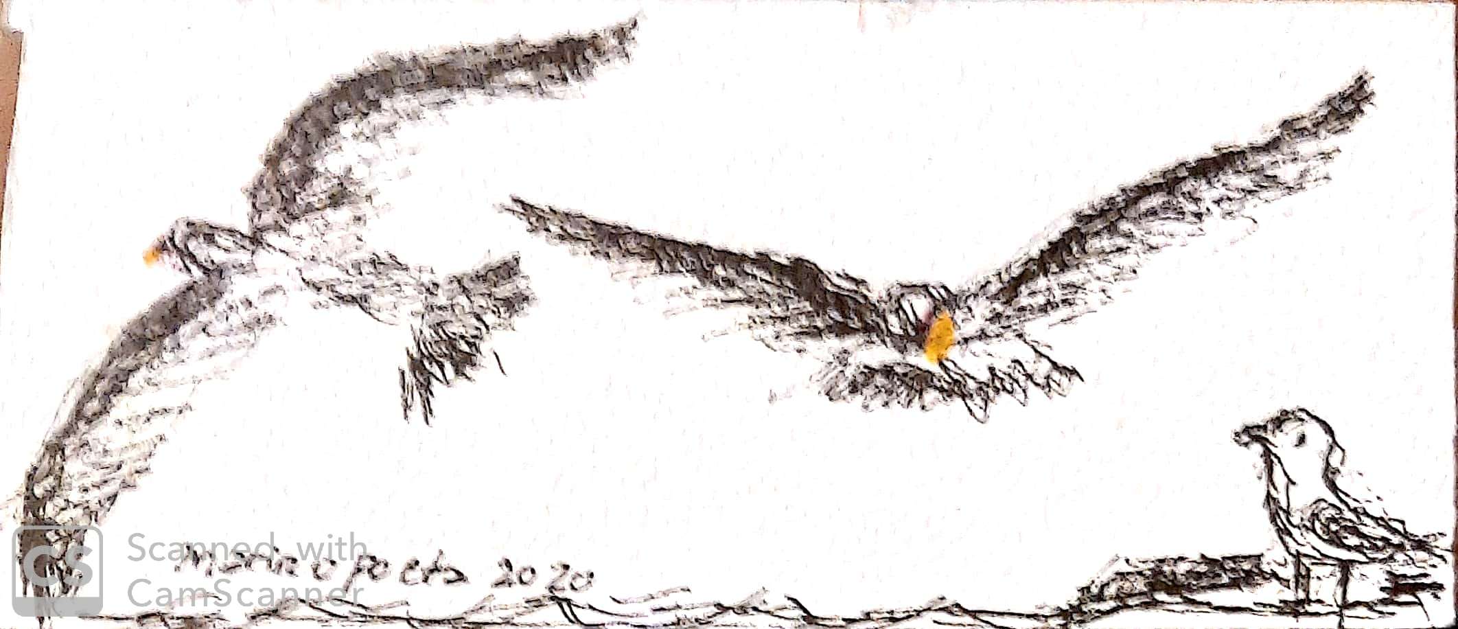 El gaviotin vacilante